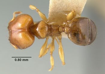 Media type: image;   Entomology 22753 Aspect: habitus dorsal view